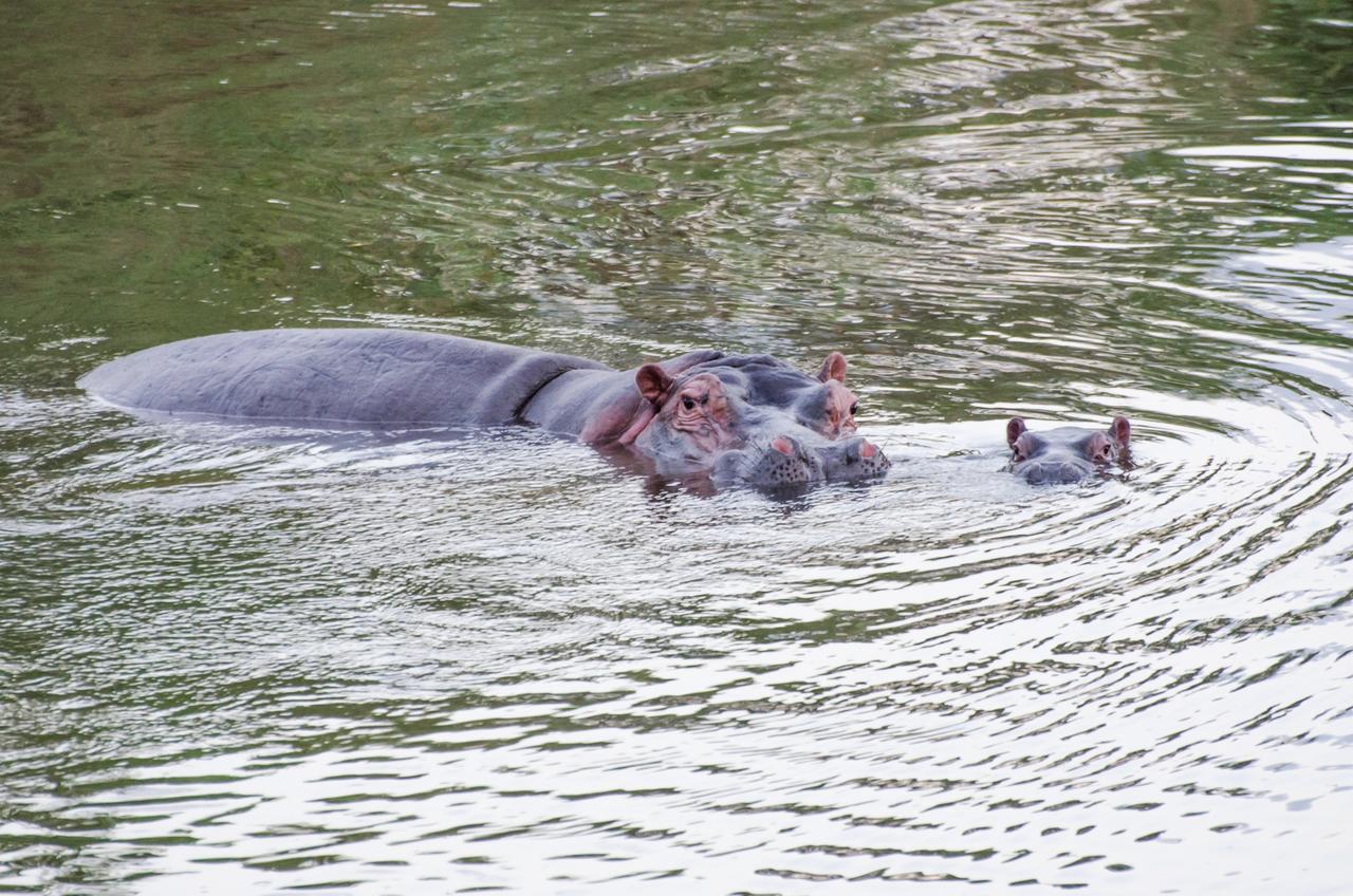 Hippo Waterfront Lodge Mbombela Kültér fotó